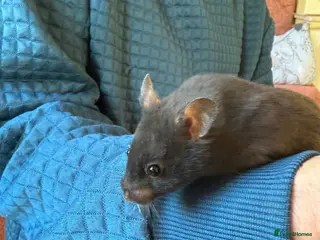Hamster rodents Female Syrian hamsters - Advert 1