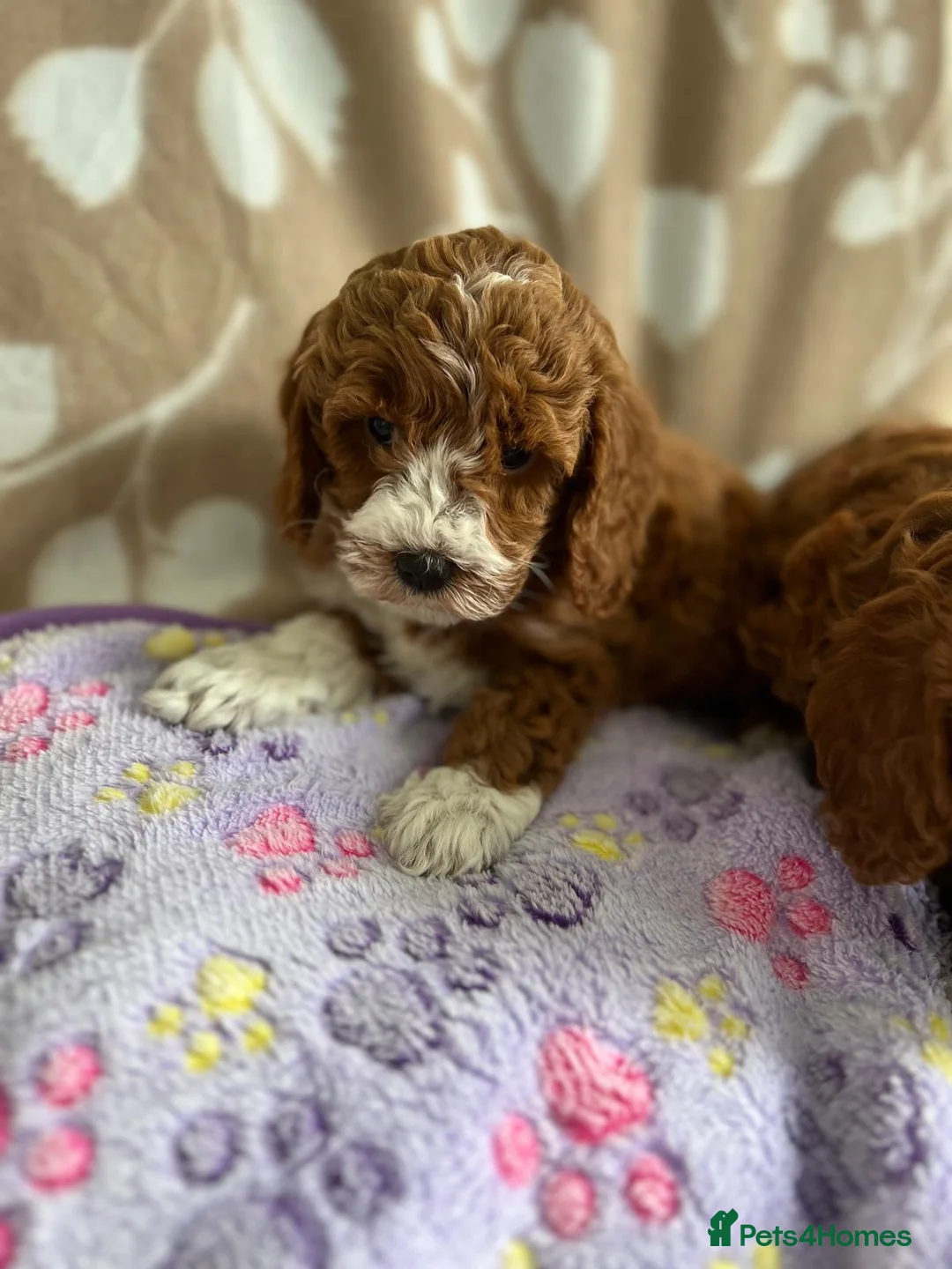 Cavapoo dogs for sale: Beautiful Cavapoo puppies 🐶  - Advert 17