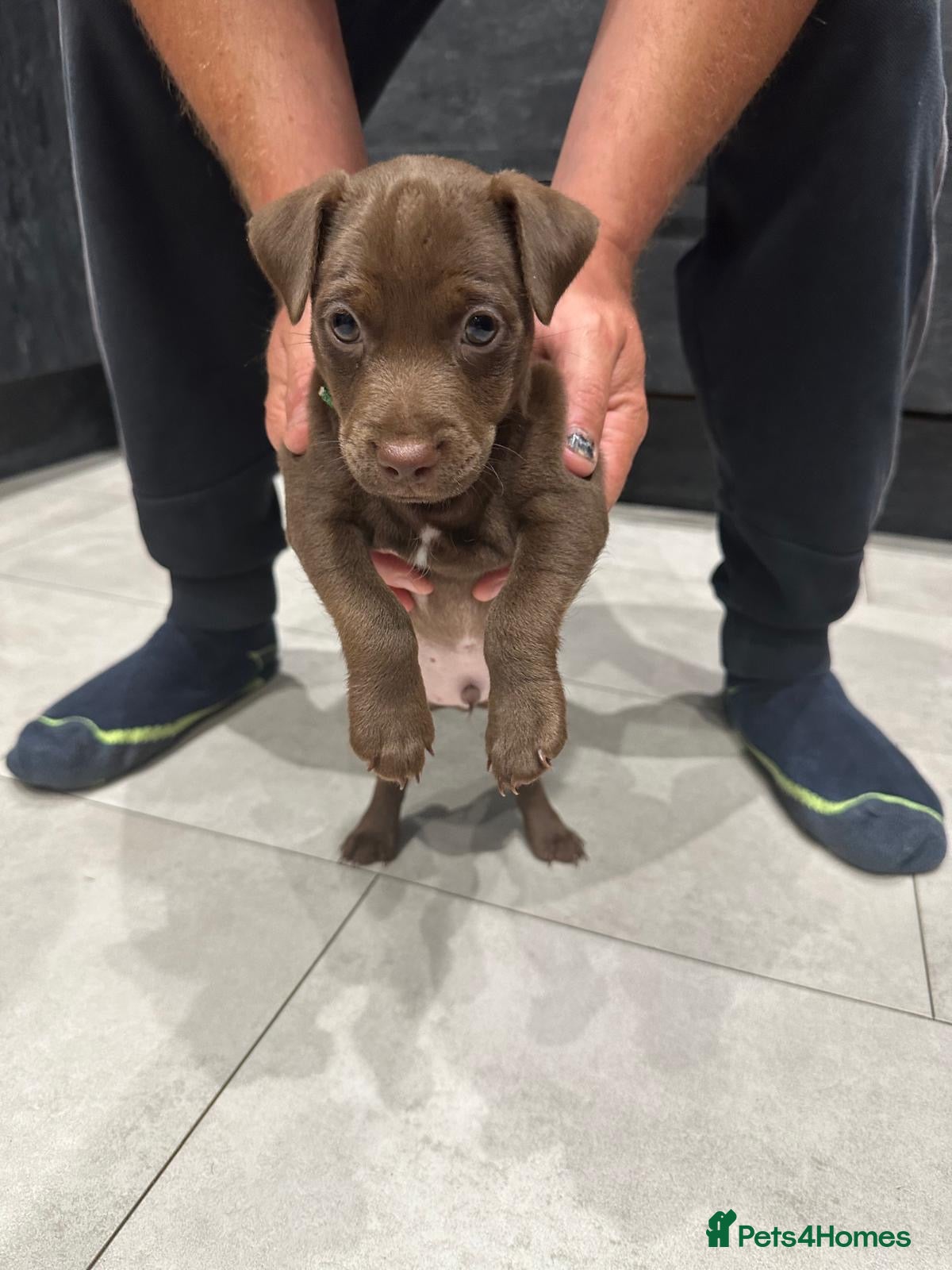 Patterdale Terrier dogs Patterdale puppies  - Advert 3