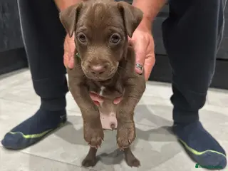 Patterdale Terrier dogs Patterdale puppies - Advert 3