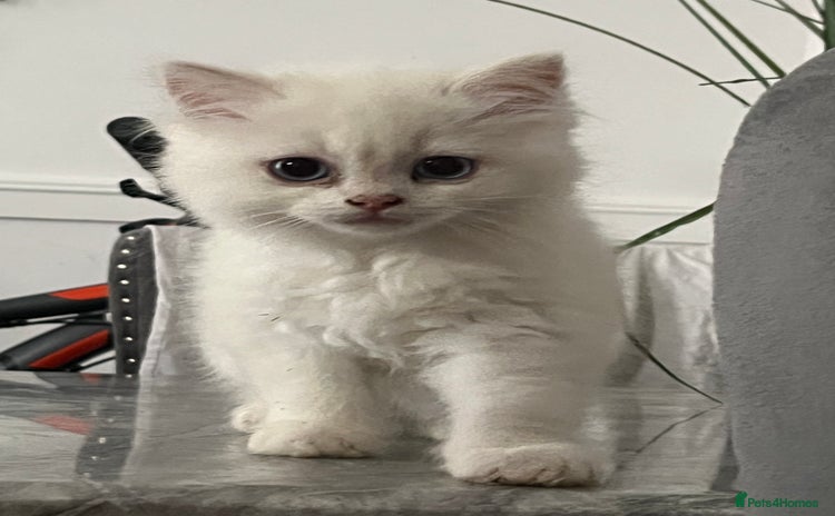 Scottish Fold cats - Advert 3