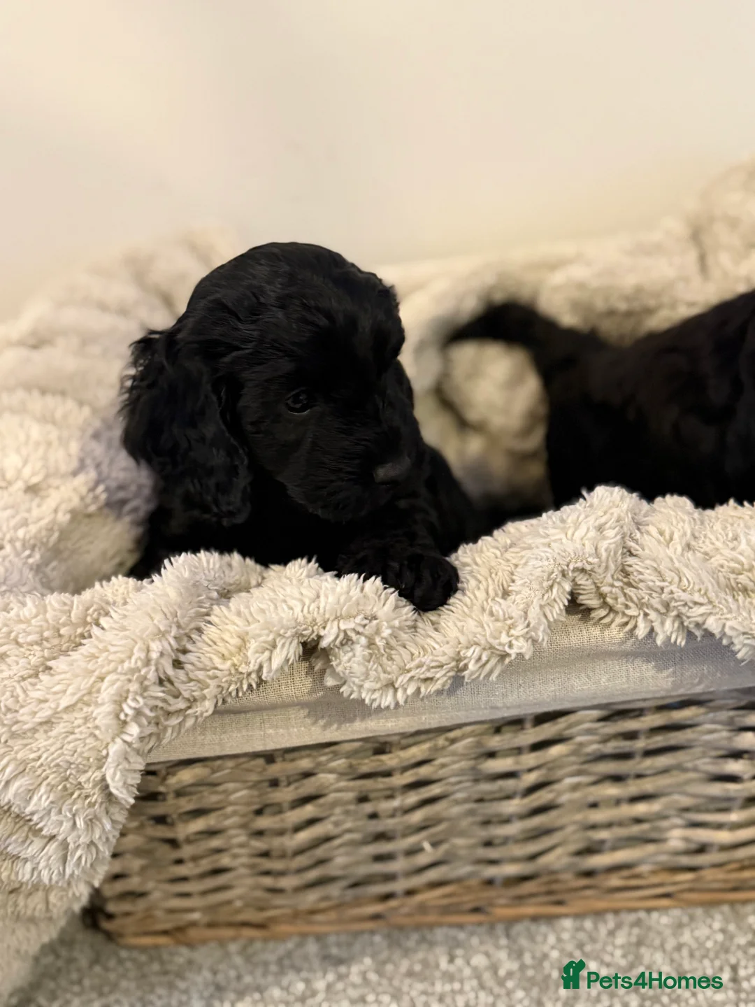 Mixed Breed dogs for sale: Stunning Litter of Sproodles 🤎🖤 - Advert 1