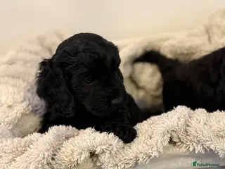 Mixed Breed dogs Stunning Litter of Sproodles 🤎🖤 - Advert 17