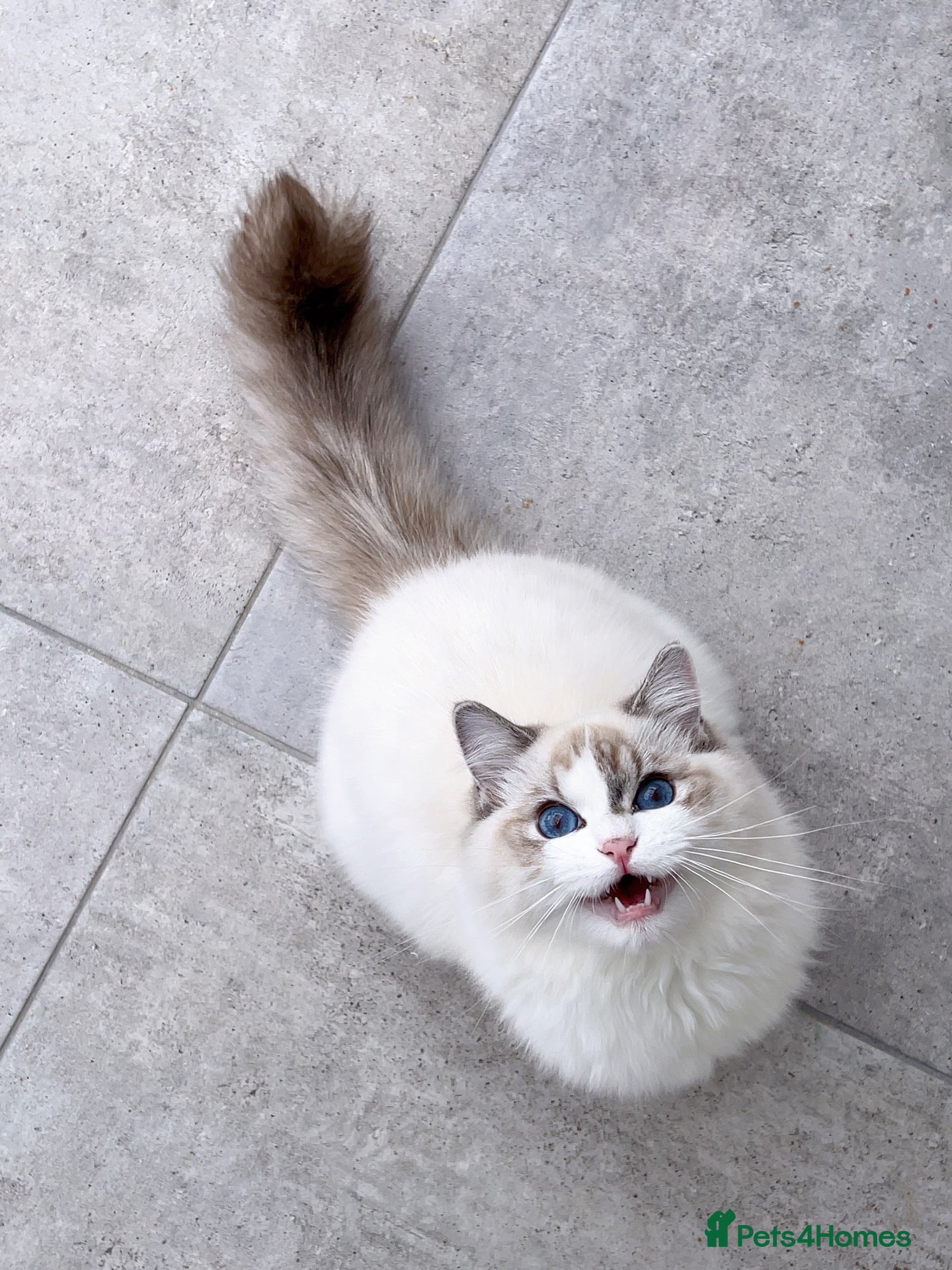 Ragdoll cats Tica Champion line gorgeous lynx bicolour kittens - Advert 2