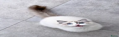 Ragdoll 1