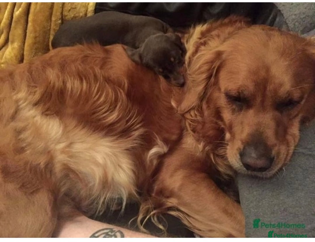 Golden Retriever dogs for sale: **True Gold** Pure Golden Retriever Puppies - Image 22