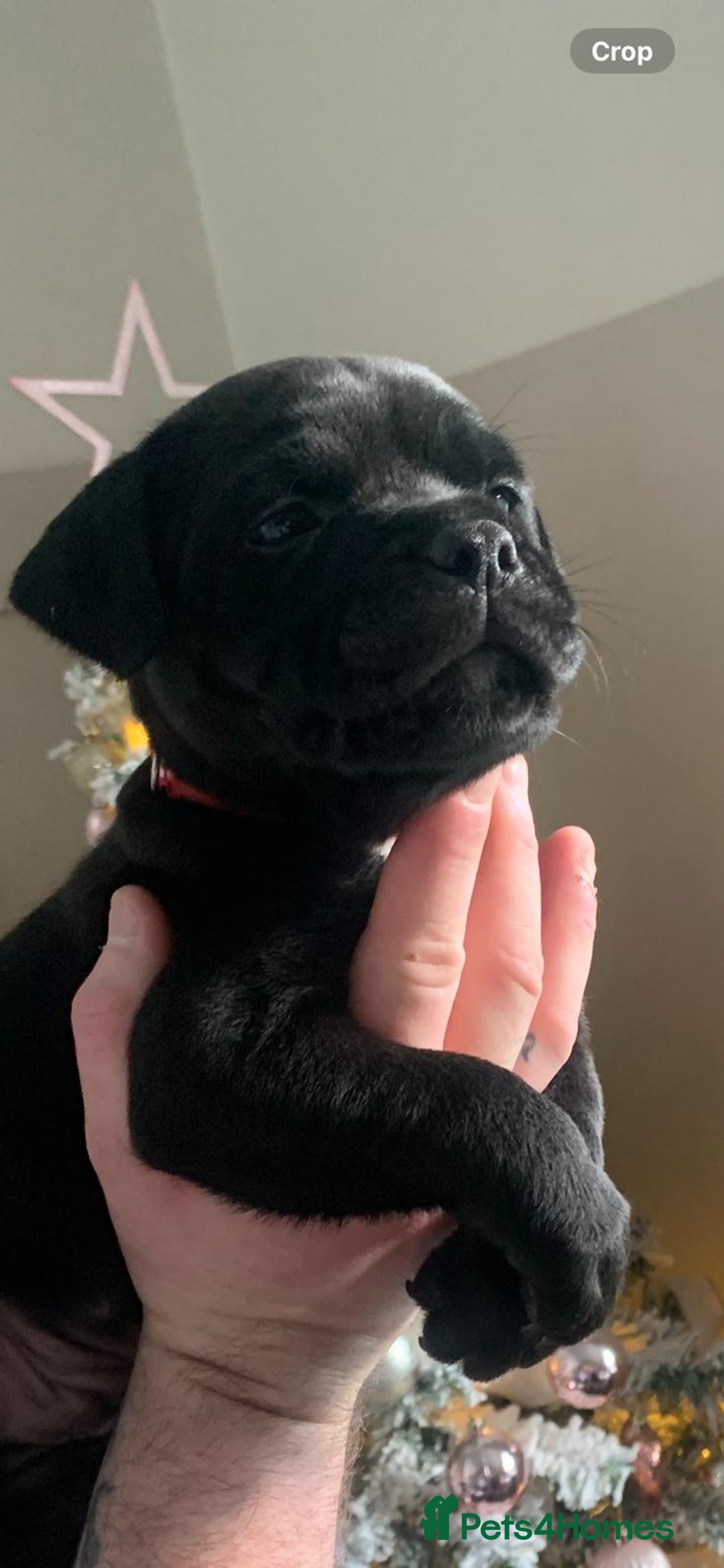 Staffordshire Bull Terrier dogs for sale: blue / black staffordshire bull terrier KC Pups - Advert 14