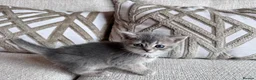 British Shorthair cats for sale: Beautiful British Shorthair Kittens Blue Eyes - Advert 4