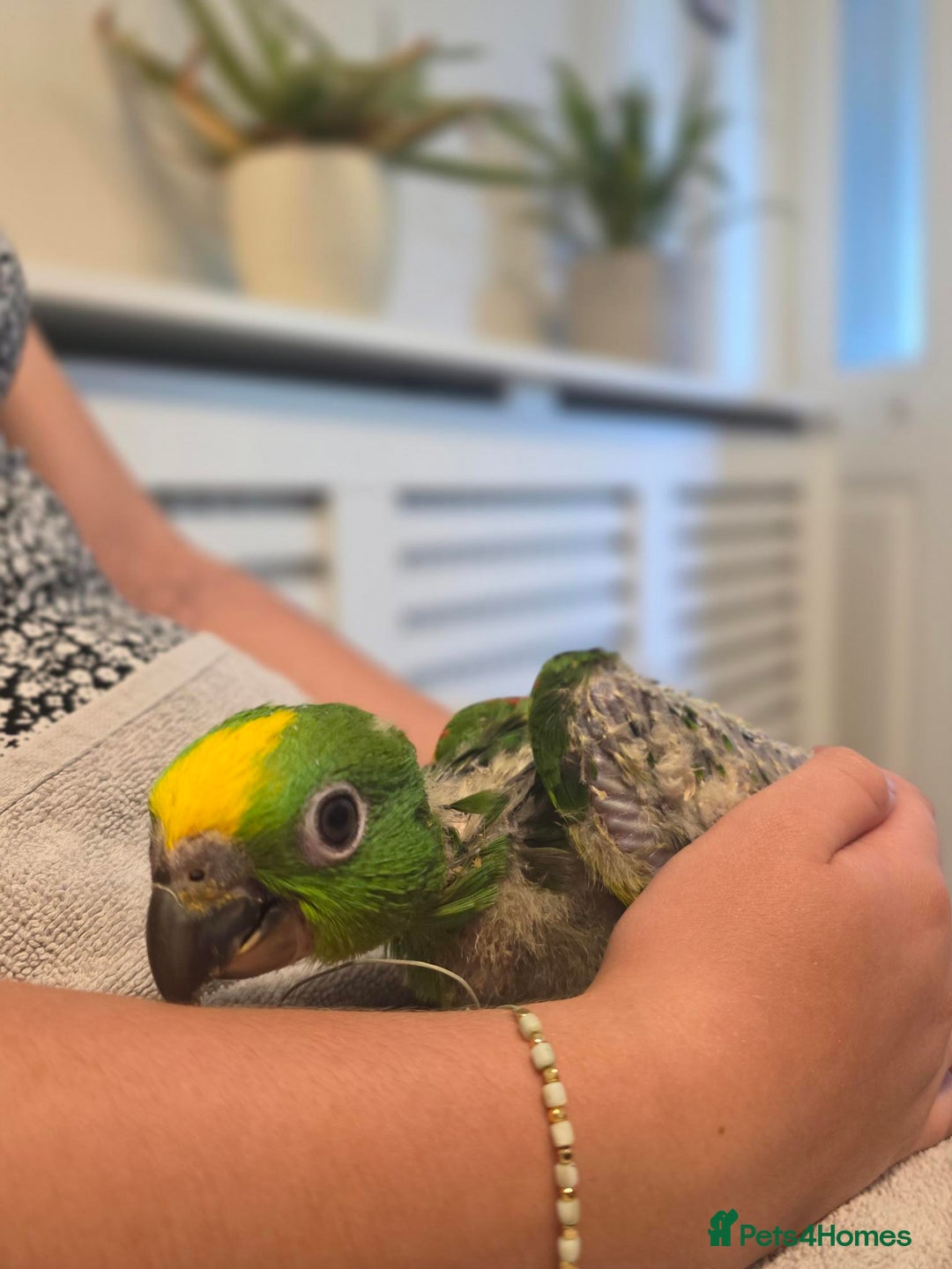 Parrots birds for sale: Hand Reared Baby Yellow Crowned Amazons For Sale - Image 2