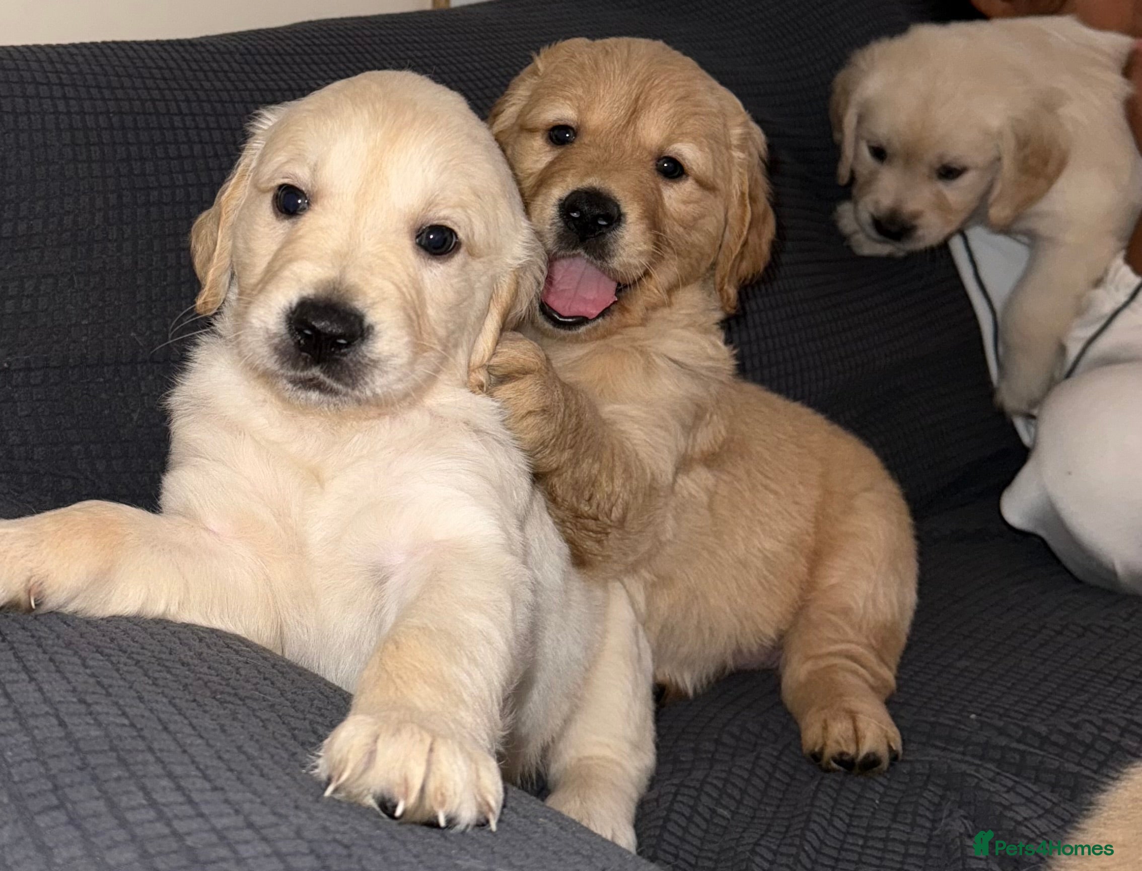 Golden Retriever dogs Lovely golden retriever puppies 🐶🐾♥️ - Advert 9