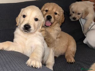 Golden Retriever dogs Lovely golden retriever puppies 🐶🐾♥️ - Advert 1