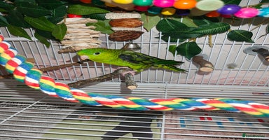 Parakeets birds - Advert 6