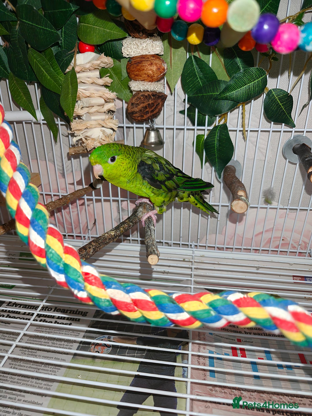 Parakeets birds for sale: Lineolated parakeets 1 male 1 female - Image 3
