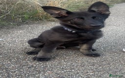 German Shepherd dogs for sale: Ready to go German Shepherd Alsatian puppies - Image 7