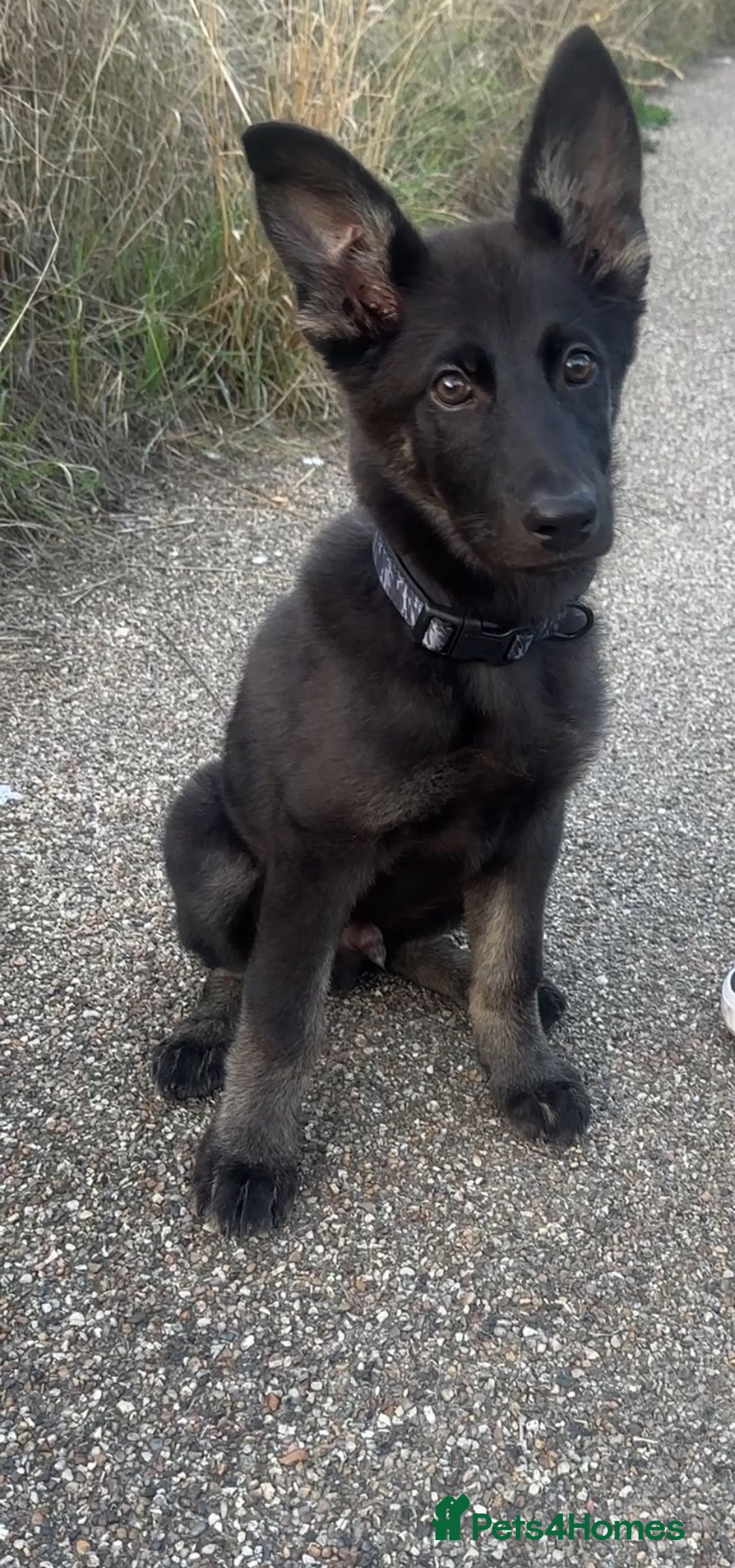 German Shepherd dogs for sale: Ready to go German Shepherd Alsatian puppies - Image 7