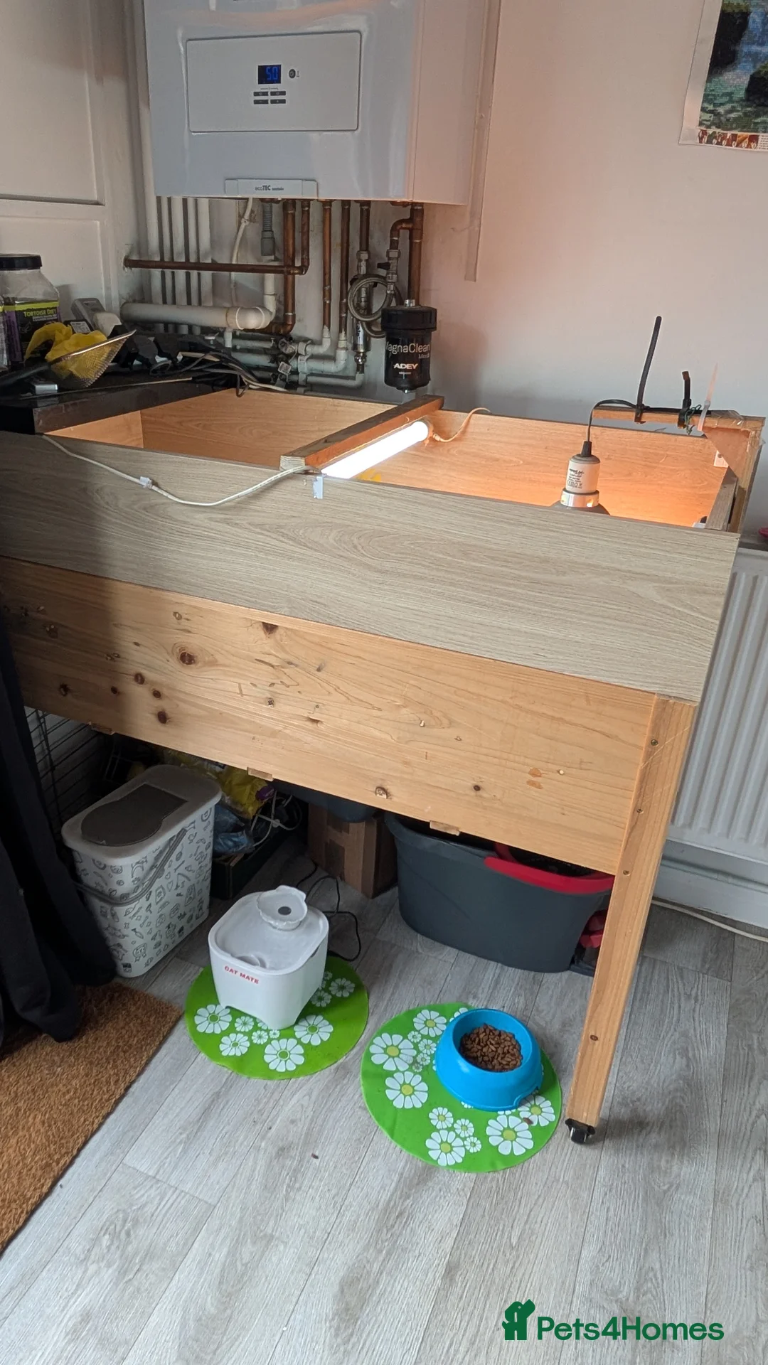 Tortoise reptiles for sale: Horsfield tortoise  - Advert 3