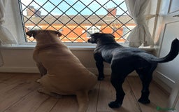 Cane Corso dogs for sale: Cane Corso Puppies for Sale - Image 19