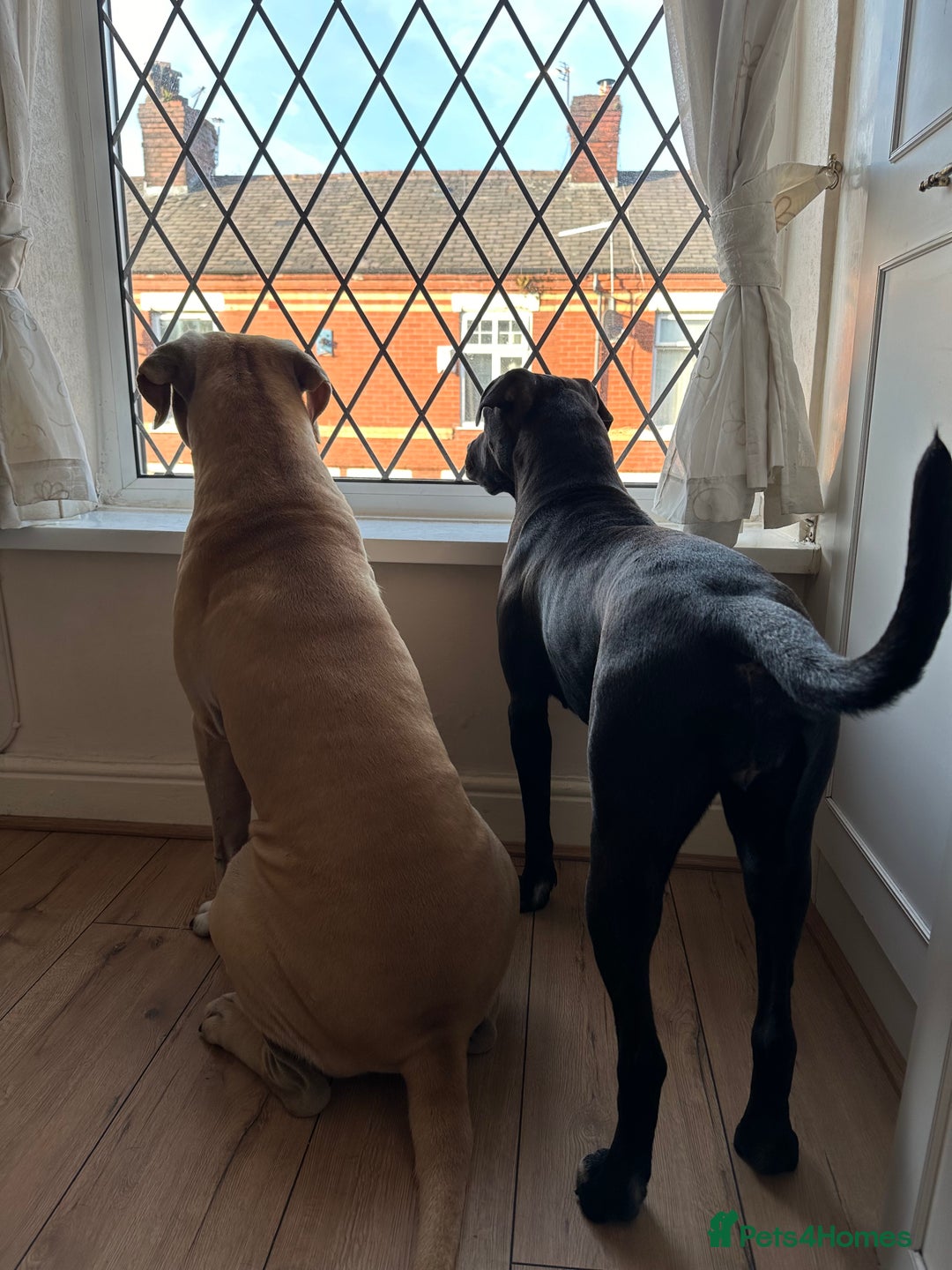 Cane Corso dogs for sale: Cane Corso Puppies for Sale - Image 19