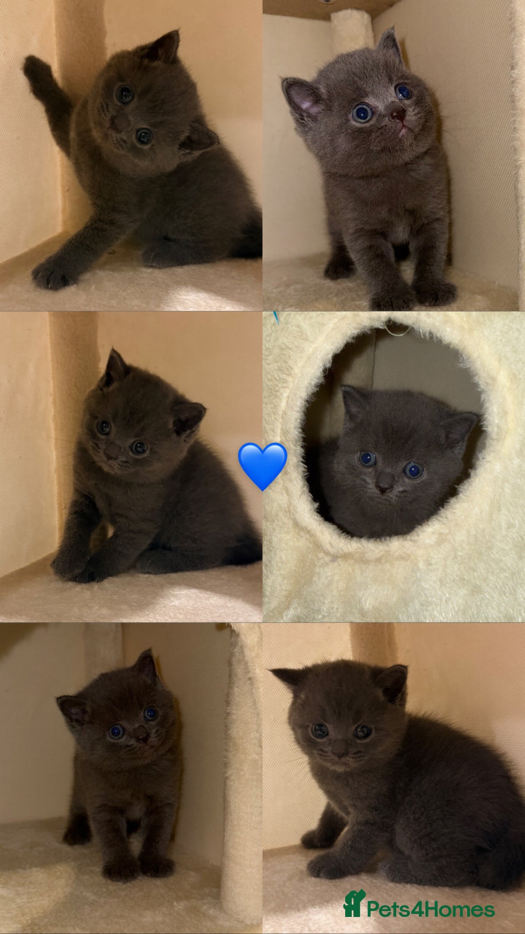 British Shorthair cats for sale: BRITISH SHORTHAIR KITTENS - Advert 5