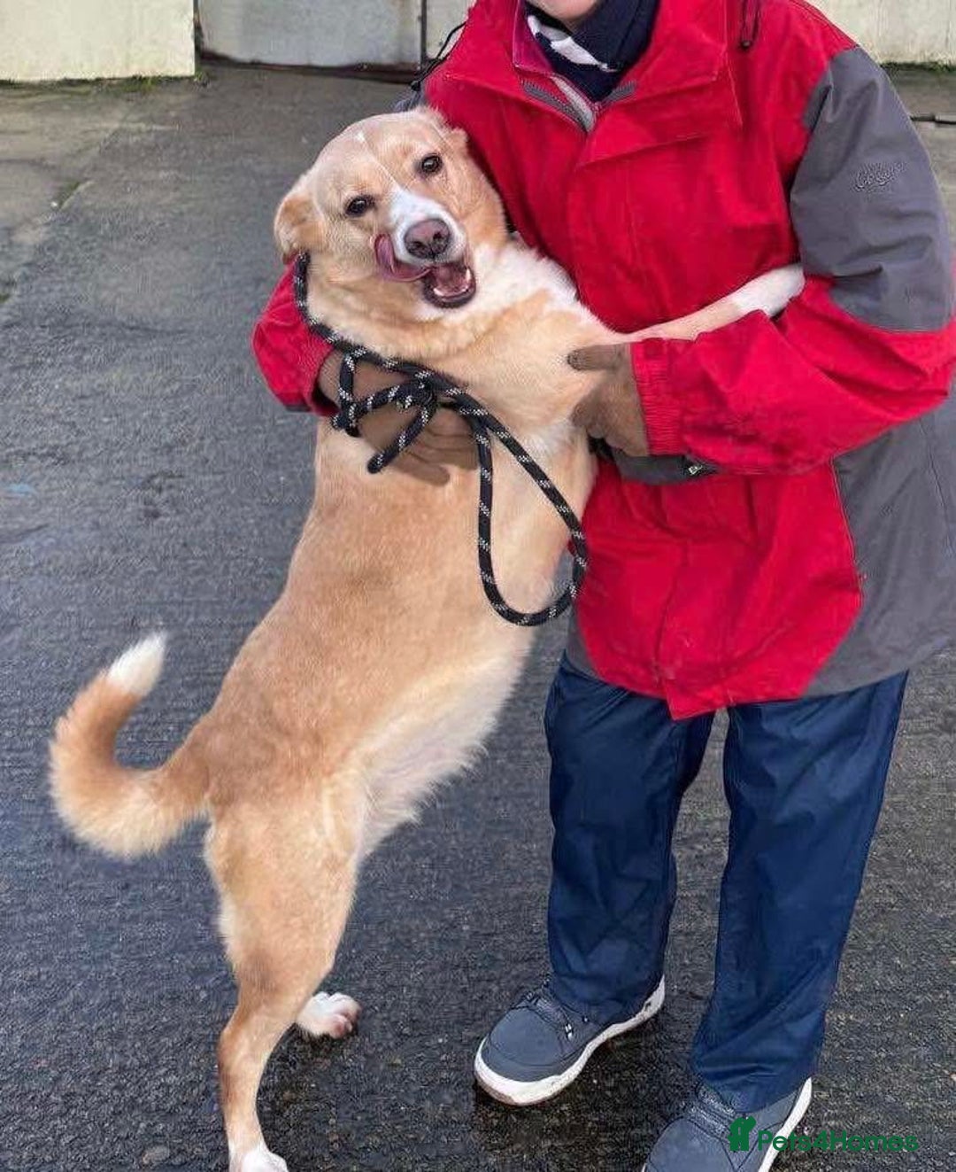 Mixed Breed dogs for adoption: Ava - over 1000 days in kennels 💔 - Advert 3