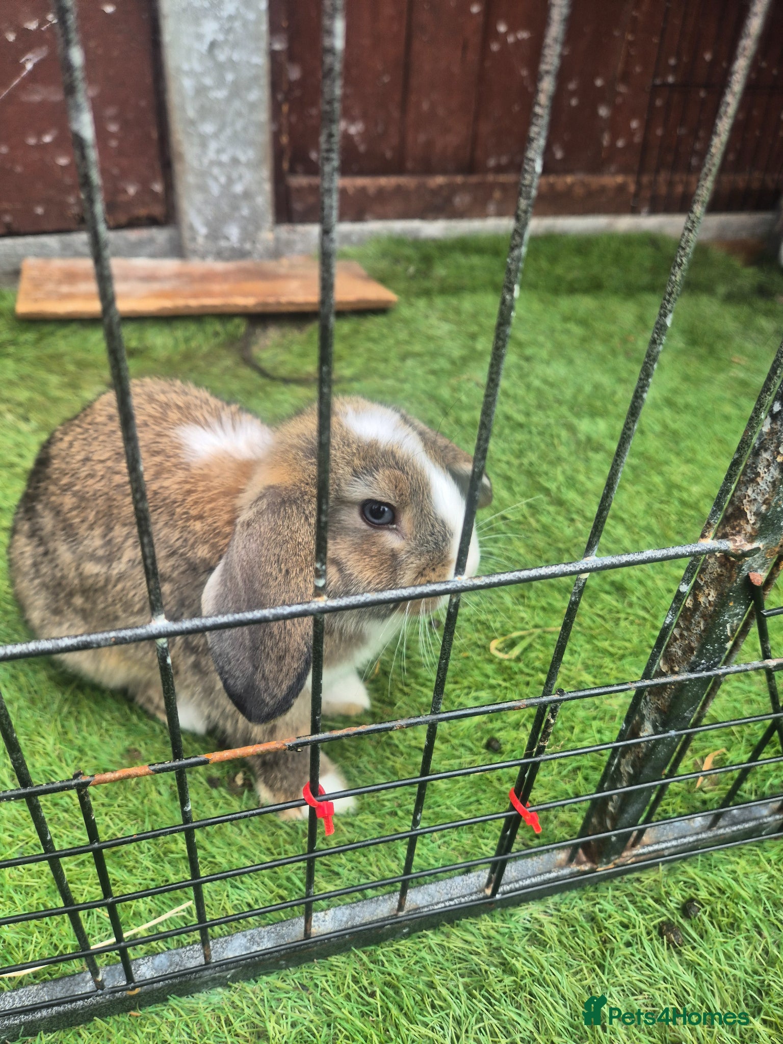 Mini Lop rabbits for sale: Min loop bunnies  - Advert 3