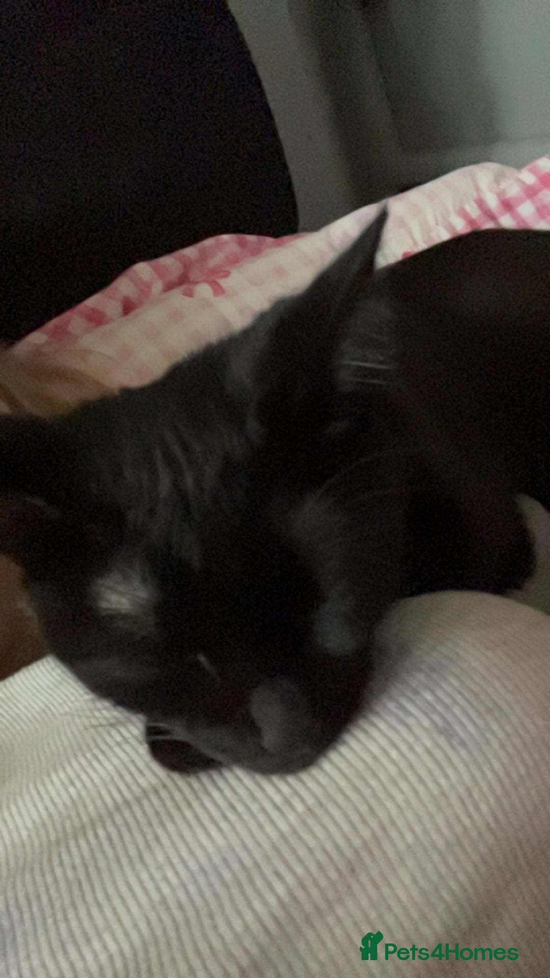 Mixed Breed cats for sale: beauty  - Advert 1