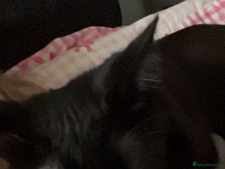 Mixed Breed cats beauty - Advert 1