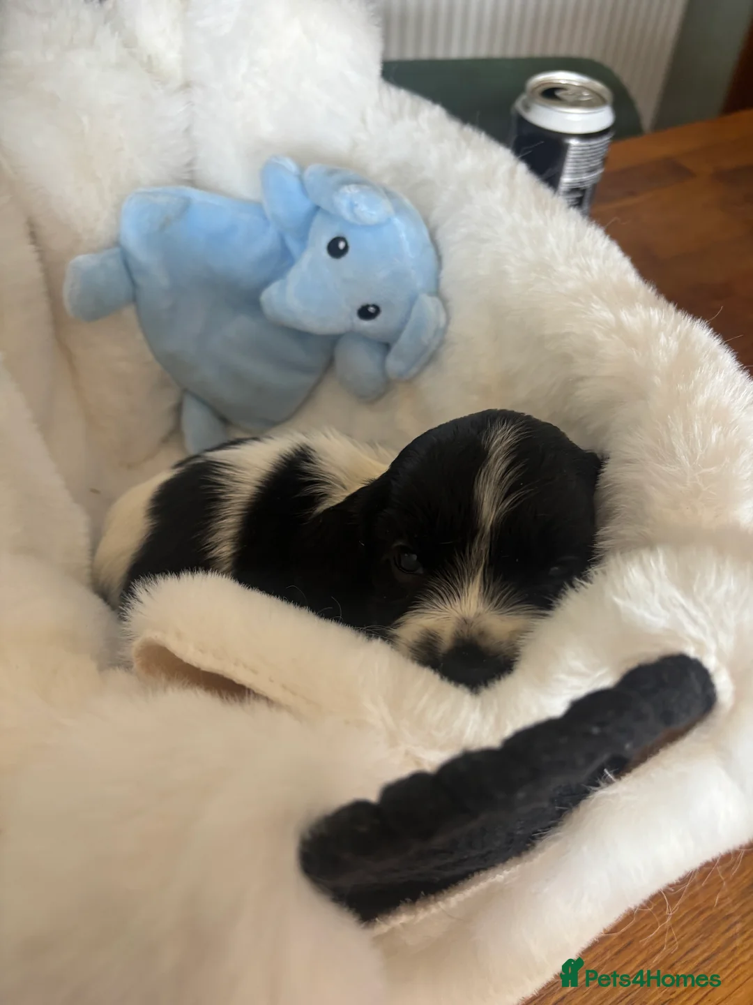 Cocker Spaniel dogs for sale: Cocker spaniel puppies  - Advert 15