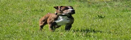 Mixed Breed dogs for stud: Cane corso x alpha blue blood american bulldog - Advert 3