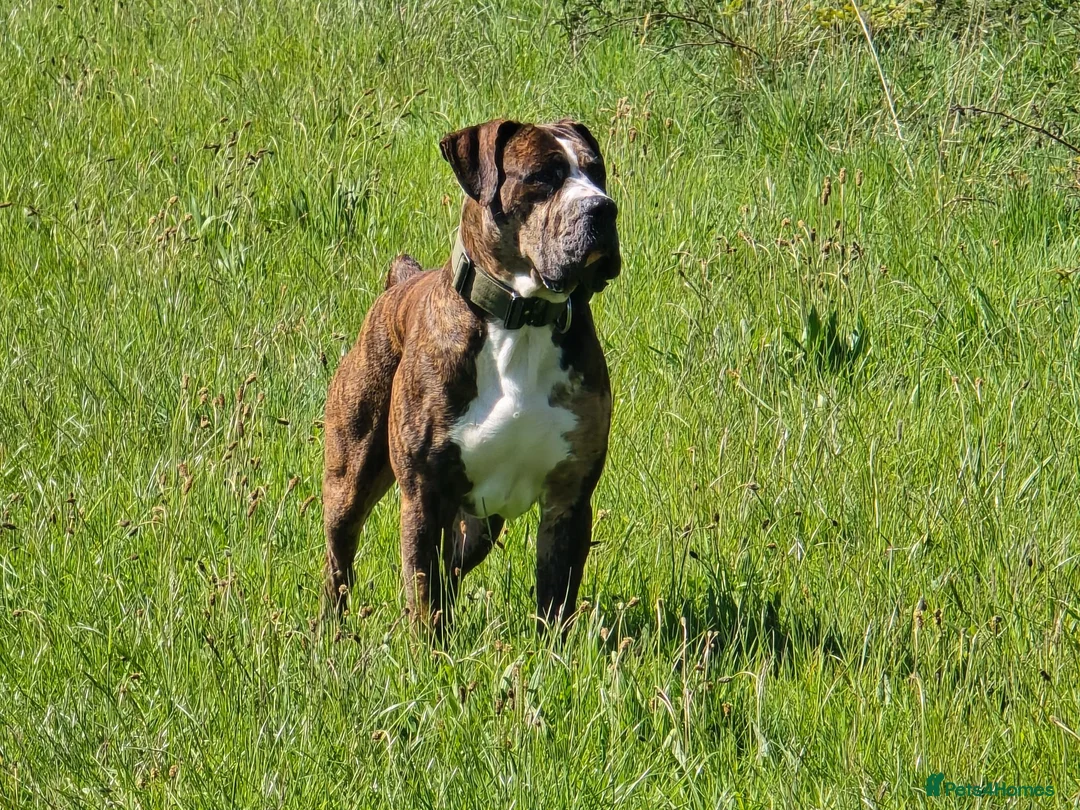 Mixed Breed dogs for stud: Cane corso x alpha blue blood american bulldog - Advert 2