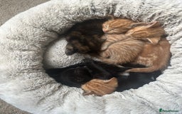 Mixed Breed cats for sale: 3 beautiful playful kittens  - Image 26