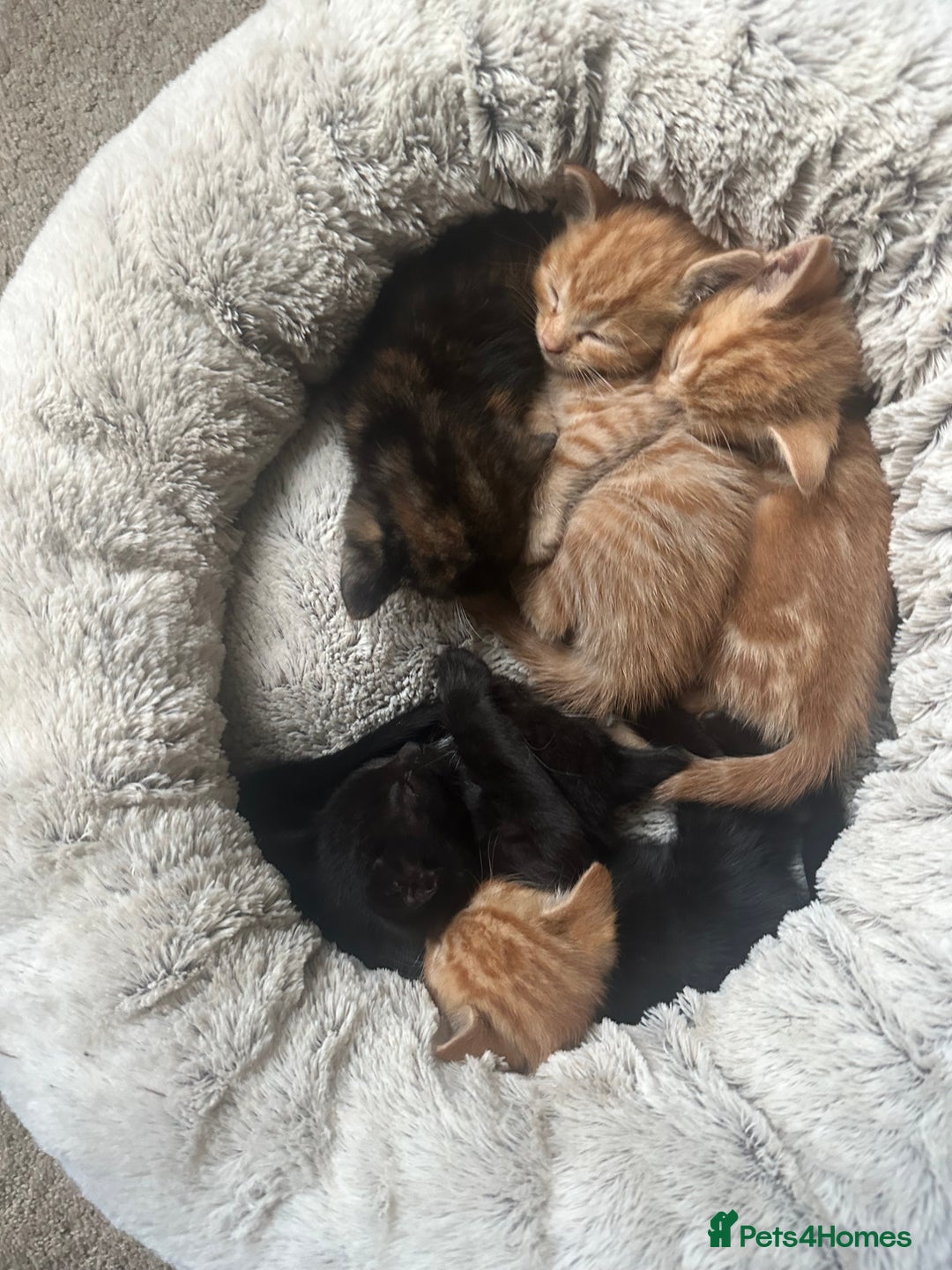 Mixed Breed cats for sale: 3 beautiful playful kittens  - Image 26