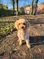 Cavapoo dogs Amazing Cavapoo Coffee - Advert 7