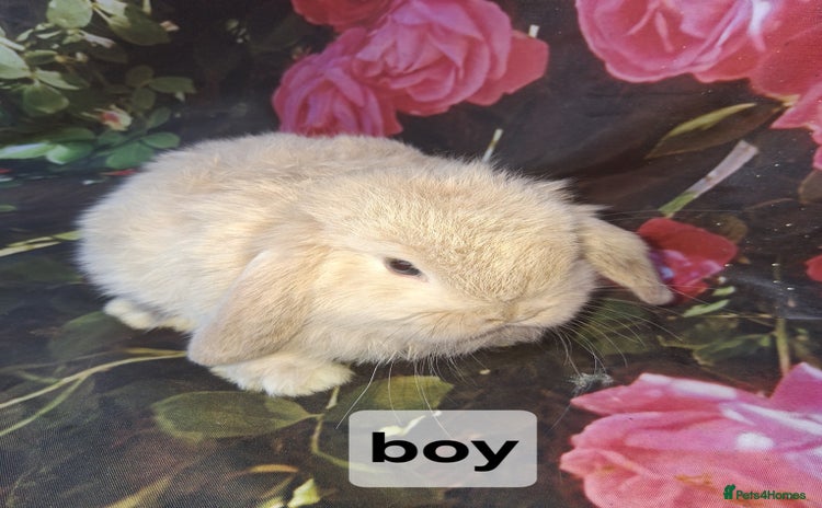 Mini Lop rabbits Mini lop baby rabbits - Advert 1