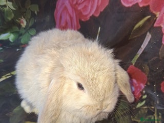 Mini Lop rabbits Mini lop baby rabbits - Advert 2