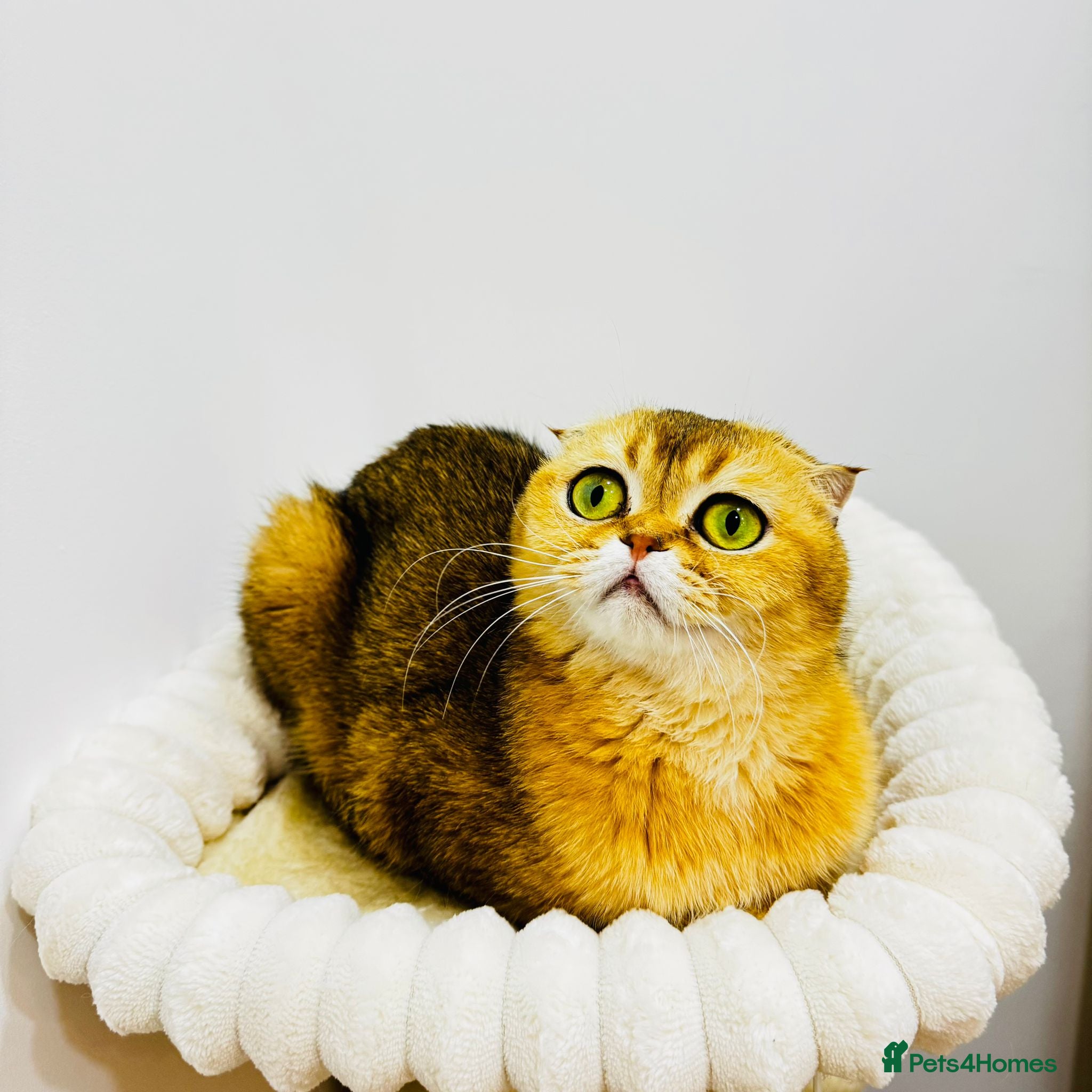 Scottish Fold cats Cute 🥰 Scottish fold TICA register  - Advert 3