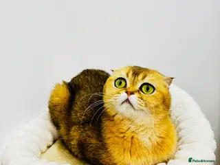 Scottish Fold cats Cute 🥰 Scottish fold TICA register - Advert 3