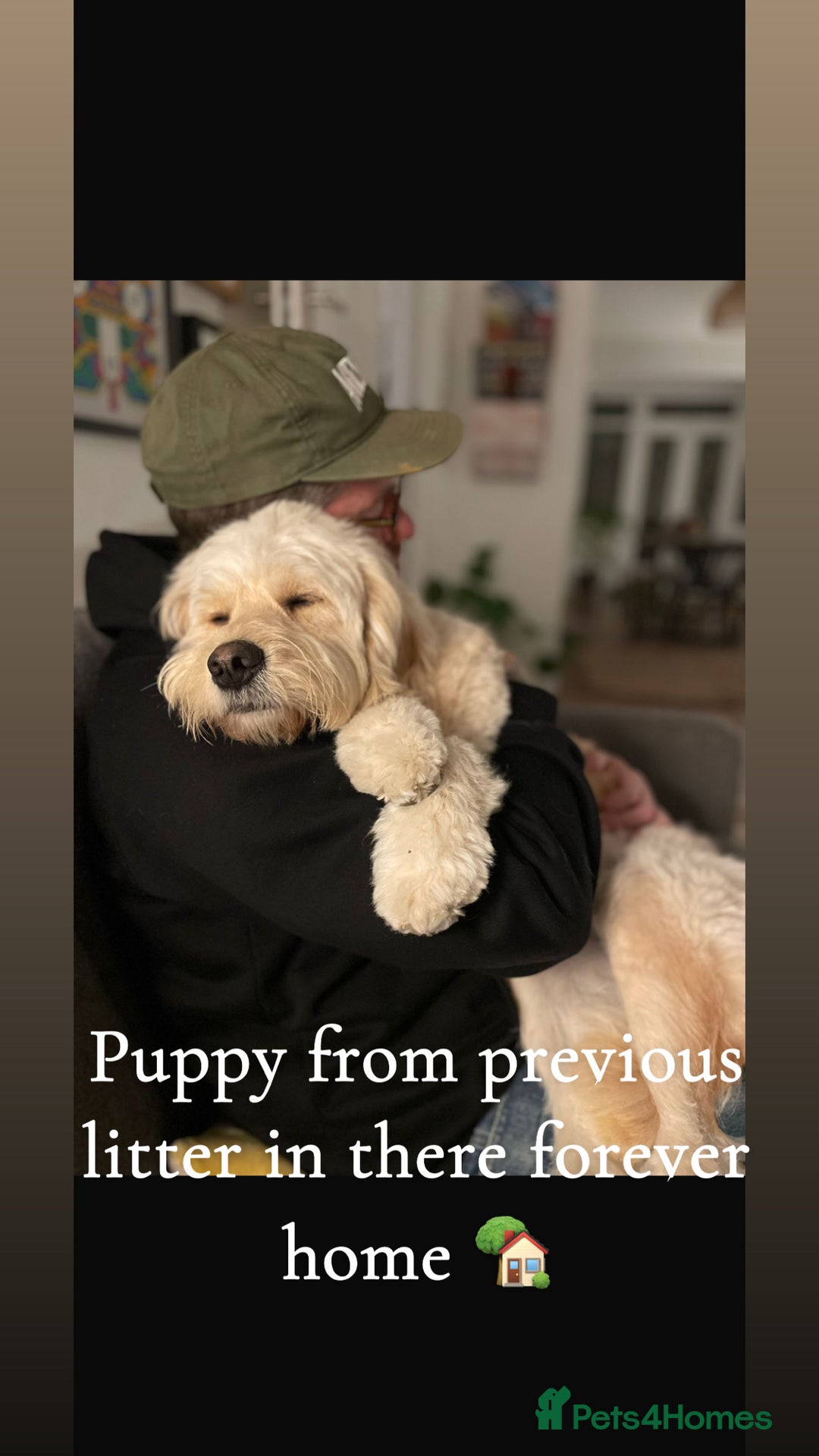Mini Goldendoodle dogs for sale: 10 beautiful Miniature F1 GoldenDoodle puppies - Advert 33