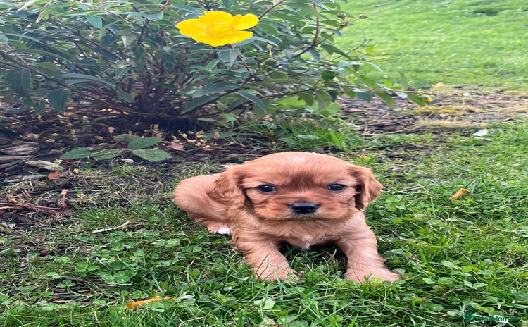 Cavalier King Charles Spaniel dogs - Advert 2