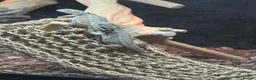 Bearded Dragon reptiles for sale: Rankin dragons  in Blandford Forum - Advert 1
