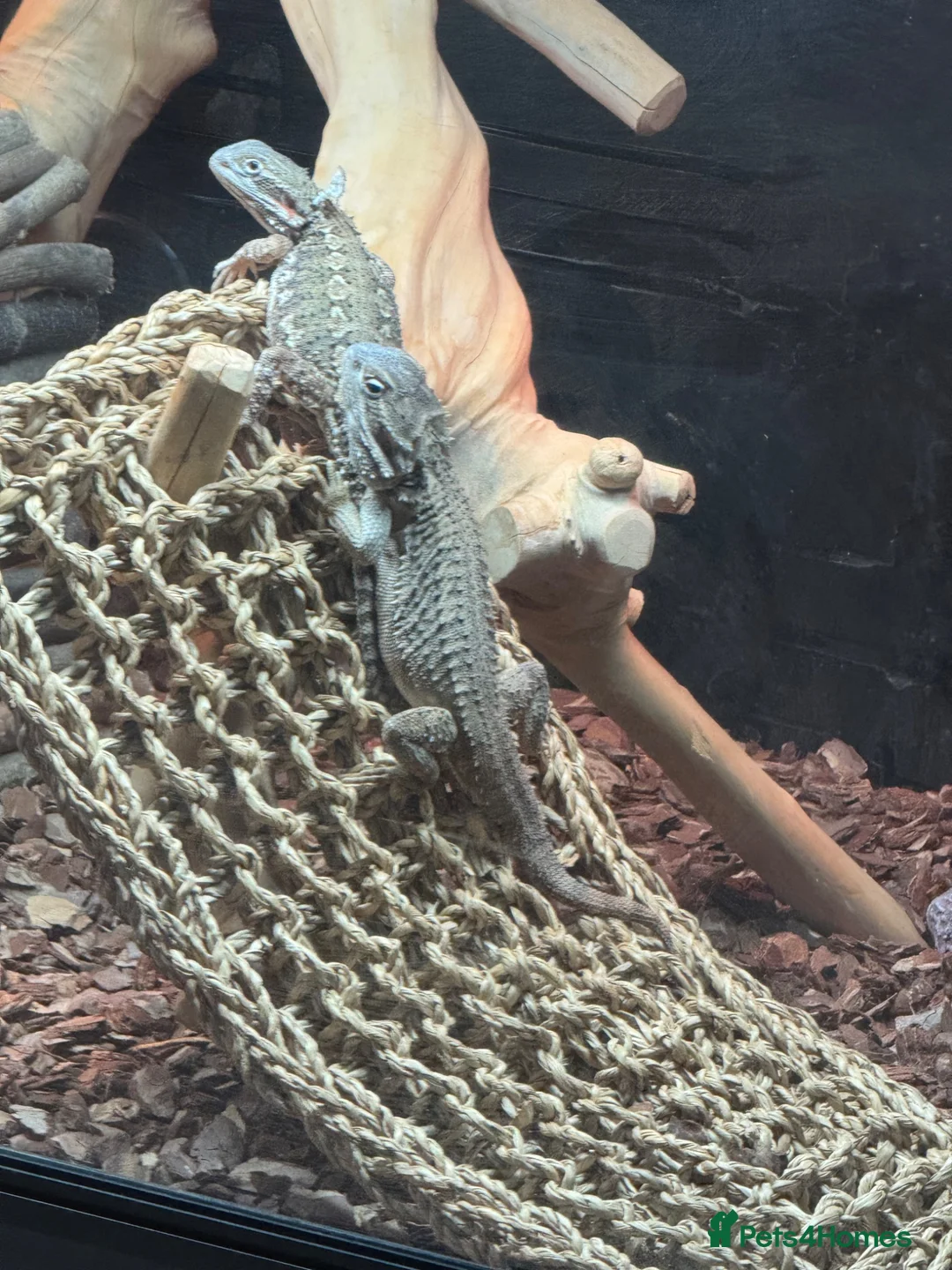 Bearded Dragon reptiles for sale: Rankin dragons  in Blandford Forum - Advert 1
