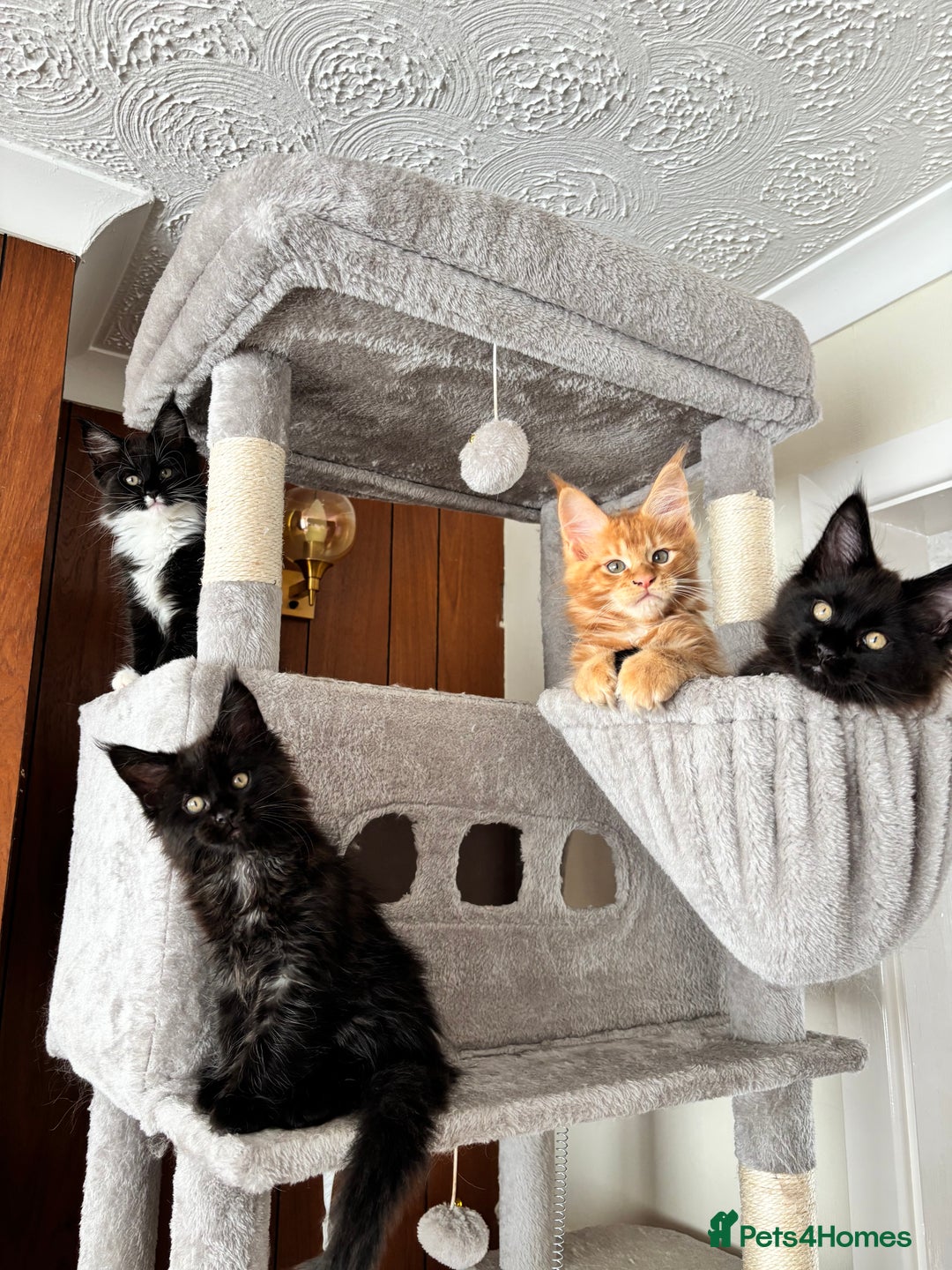 Maine Coon cats for sale: Maine coon - Image 12