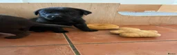 Labrador Retriever dogs for sale: **KC REGISTERED Labrador Puppies **  - Advert 12