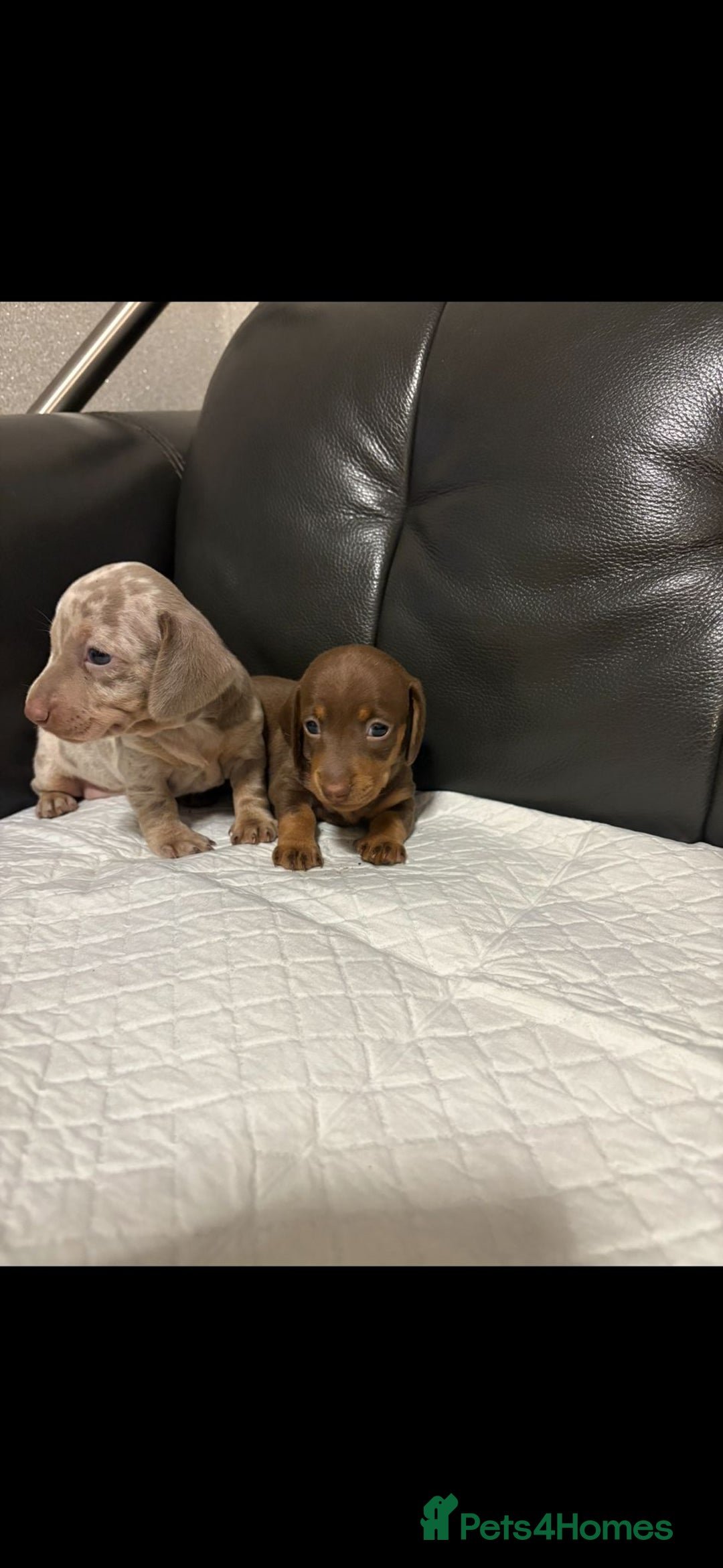 Miniature Dachshund dogs for sale: kc reg smooth haired miniature dachshund pups - Advert 4