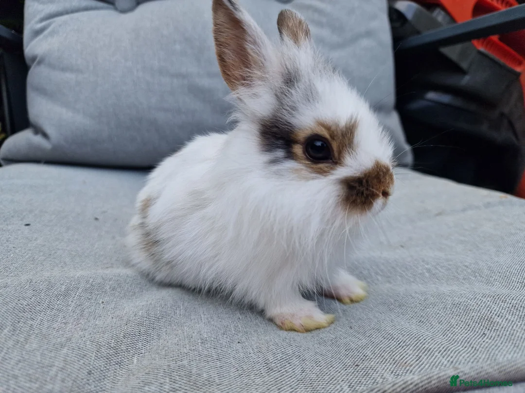 Lionhead rabbits for sale: 2 lionhead boys - Advert 20