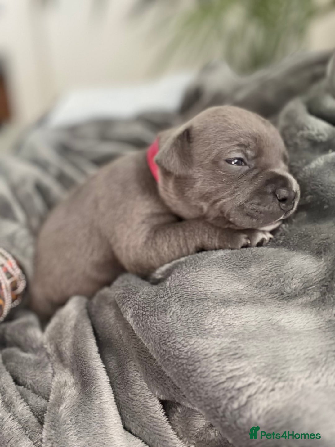 Staffordshire Bull Terrier dogs for sale: 💙Blue x Rare Fawn Staffordshire Bull Terrier Pups - Advert 30