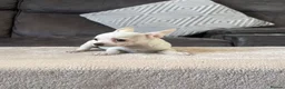 Chihuahua dogs for sale: Chihuahua puppy’s  - Advert 5