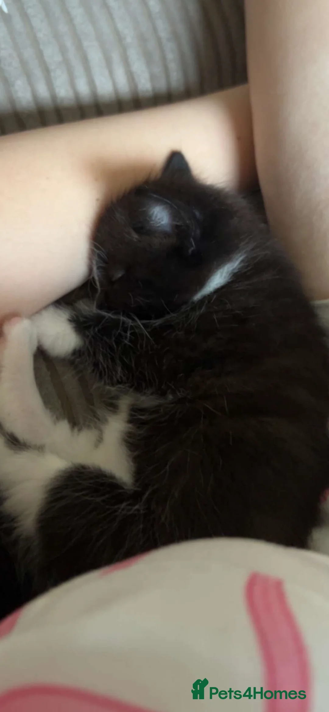 Domestic Shorthair cats for sale: Four kittens needing a home - Advert 2