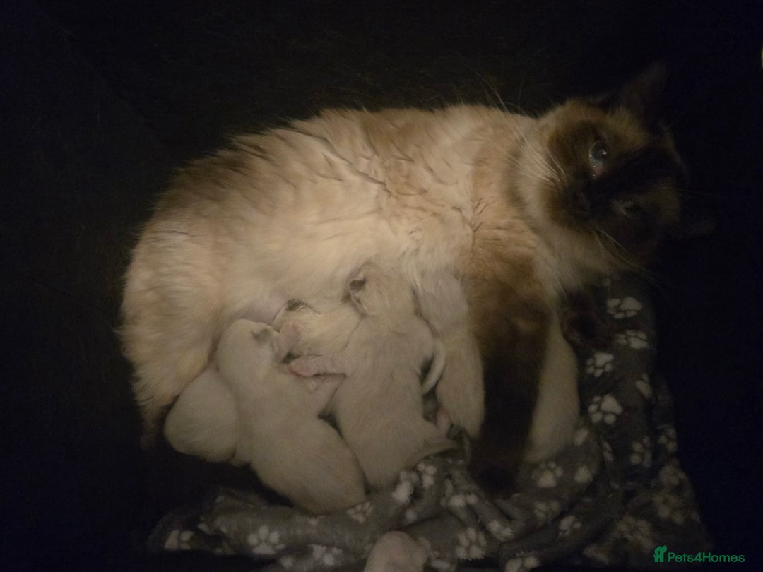Ragdoll cats for sale: Purebred Ragdoll kittens, blue, seal, Lynx mitted - Image 19