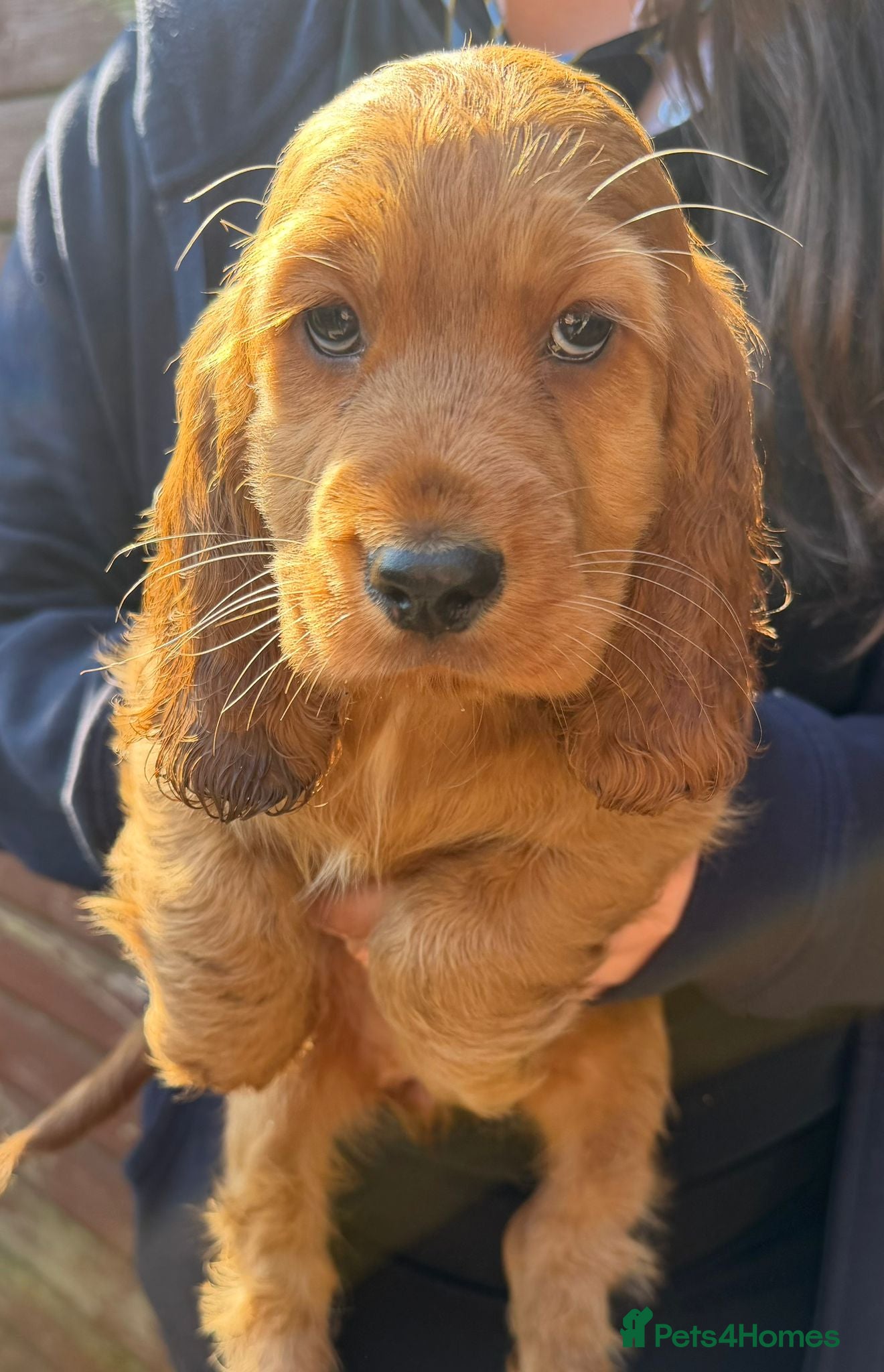 Cocker Spaniel dogs Cocker spaniel puppies  - Advert 1